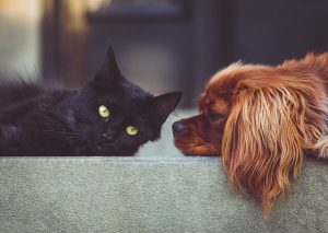 le magnétisme pour chien et chat