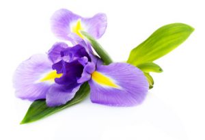 L’origine et les vertus de la fleur l’iris des Pyrénées en magnétisme